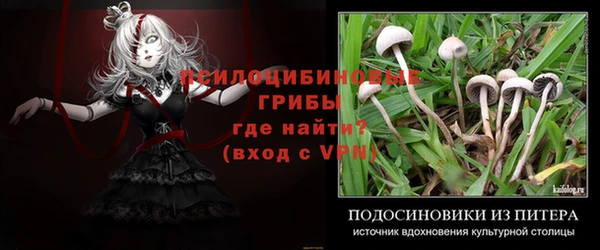 сатива Карпинск